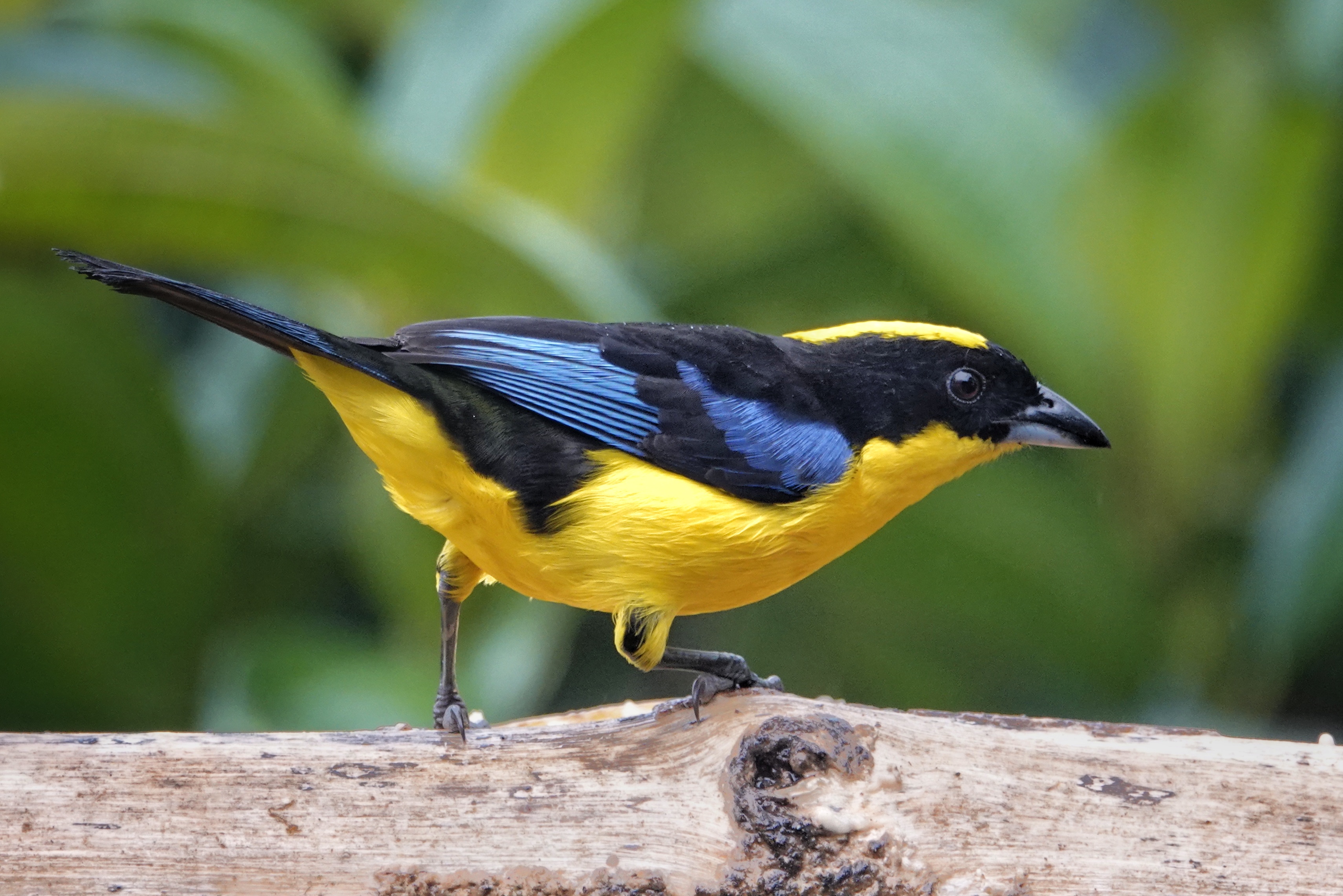 Oiseau jaune et noir à Mindo